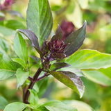 Basil, Licorice (Ocimum basilicum)