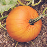 Mammoth Gold Pumpkin (Cucurbita maxima)