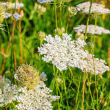 Caraway (Carum carvi)