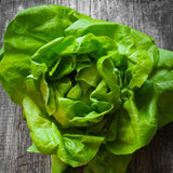 Bibb, Butterhead Lettuce (Lactuca sativa)