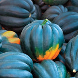 Table Queen Acorn Squash, Winter (Cucurbita pepo)