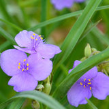 Short Prairie Flower Mix