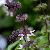 Basil, Thai (Ocimum basilicum)