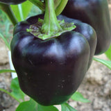 Purple Beauty (Purple Bell) Pepper, SWEET (Capsicum annuum)