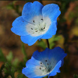 Bee Feed Mix, Flower Seeds