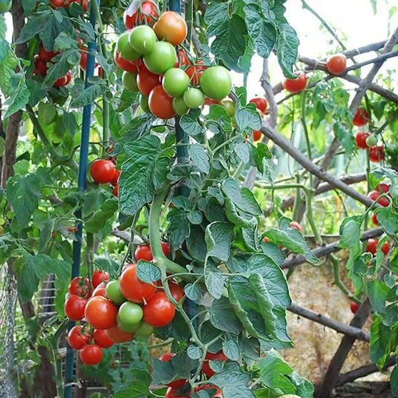 Red Cherry Large Tomato, Cherry Tomato (Lycopersicon esculentum)