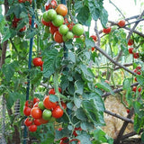 Red Cherry Large Tomato, Cherry Tomato (Lycopersicon esculentum)