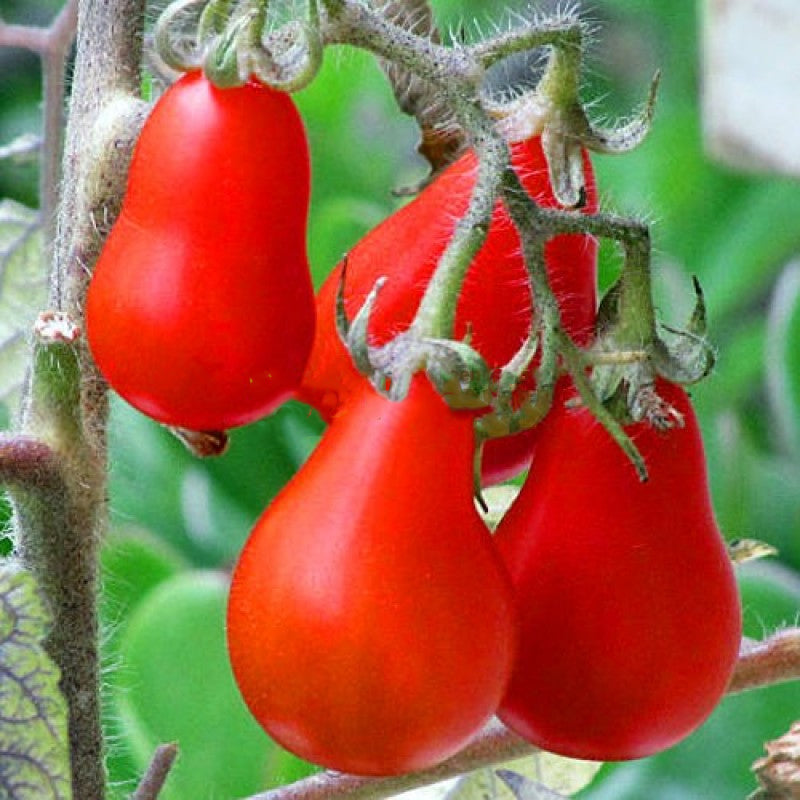 Red Pear Tomato, Cherry Tomato (Lycopersicon esculentum)