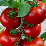 Siberian Tomato, Standard (Slicing) Tomato (Lycopersicon esculentum)