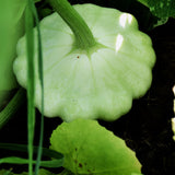 Scallop Early White Bush Squash, Summer (Cucurbita pepo)