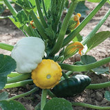 Scallop Blend Squash, Summer (Cucurbita pepo)