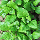 Spinach, New Zealand Spinach (Tetragonia tetragonoides)