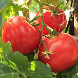 Ace 55 Tomato, Standard (Slicing) Tomato (Lycopersicon esculentum)