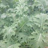 White Russian Kale (Brassica oleracea)