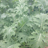 White Russian Kale  (Brassica oleracea)