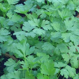 Parsley, Plain Single (Petroselinum crispum)