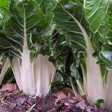 Large White Rib Swiss Chard (Beta vulgaris cicla)