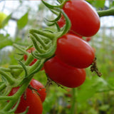 Sugar Plum F1 Hybrid Tomato, Grape Tomato (Lycopersicon esculentum)