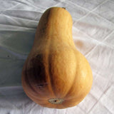 Ponca Personal Size Butternut Squash, Winter (Cucurbita maxima)