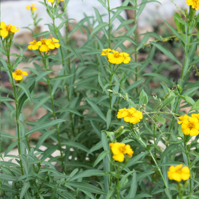 mexican mint marigold seeds Mexican Mint Marigold (Tagetes lucida) 1 oz (~28000 Seeds)