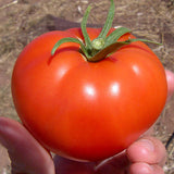 Brandywine Red, Standard (Slicing) Tomato (Lycopersicon esculentum)