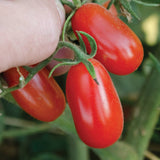 Red Grape F1 Hybrid Tomato, Grape Tomato (Lycopersicon esculentum)