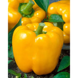 Golden Cal Wonder Pepper, SWEET (Capsicum annuum)