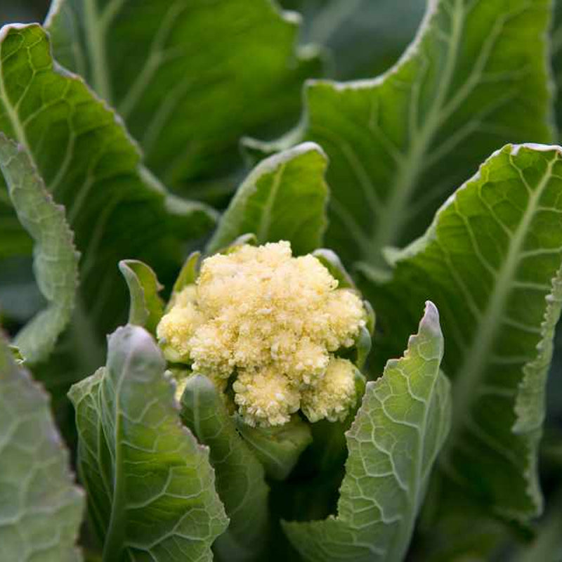 White Sprouting Broccoli  (Brassica oleracea)