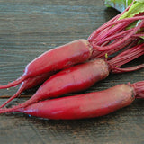 Cylindra Beet  (Beta vulgaris)