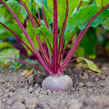 Early Wonder Beet (Beta vulgaris)