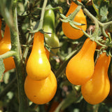 Yellow Pear Tomato, Cherry Tomato (Lycopersicon esculentum)