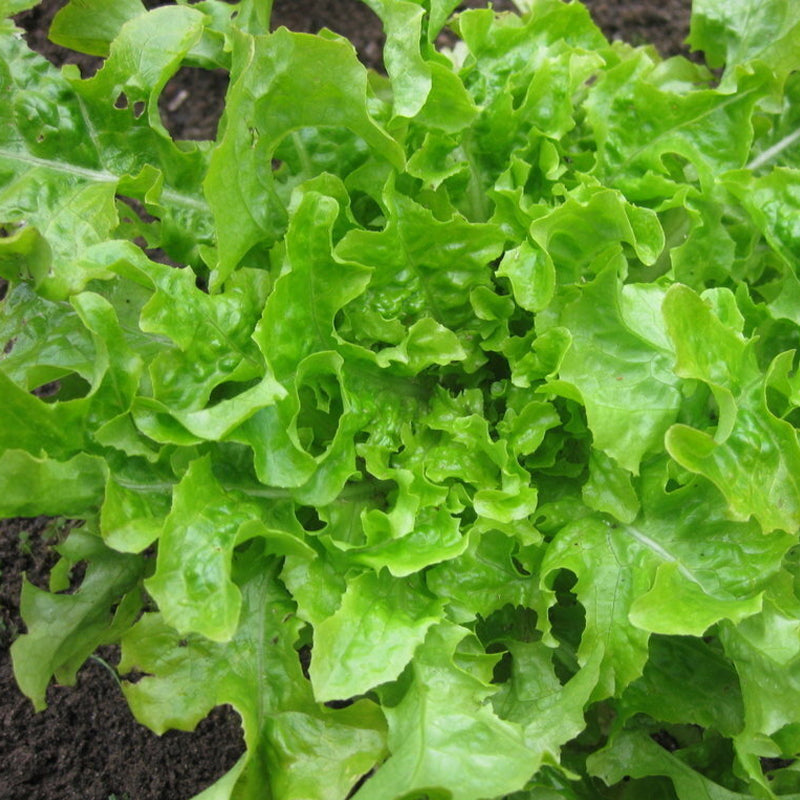 Green Salad Bowl , Leaf Lettuce (Lactuca sativa)