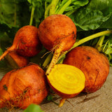Golden Detroit Beet (Beta vulgaris)