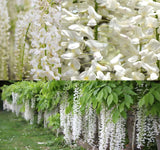 Wisteria sinensis alba (White Wisteria, Chinese White Wisteria)