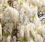 Wisteria sinensis alba (White Wisteria, Chinese White Wisteria)