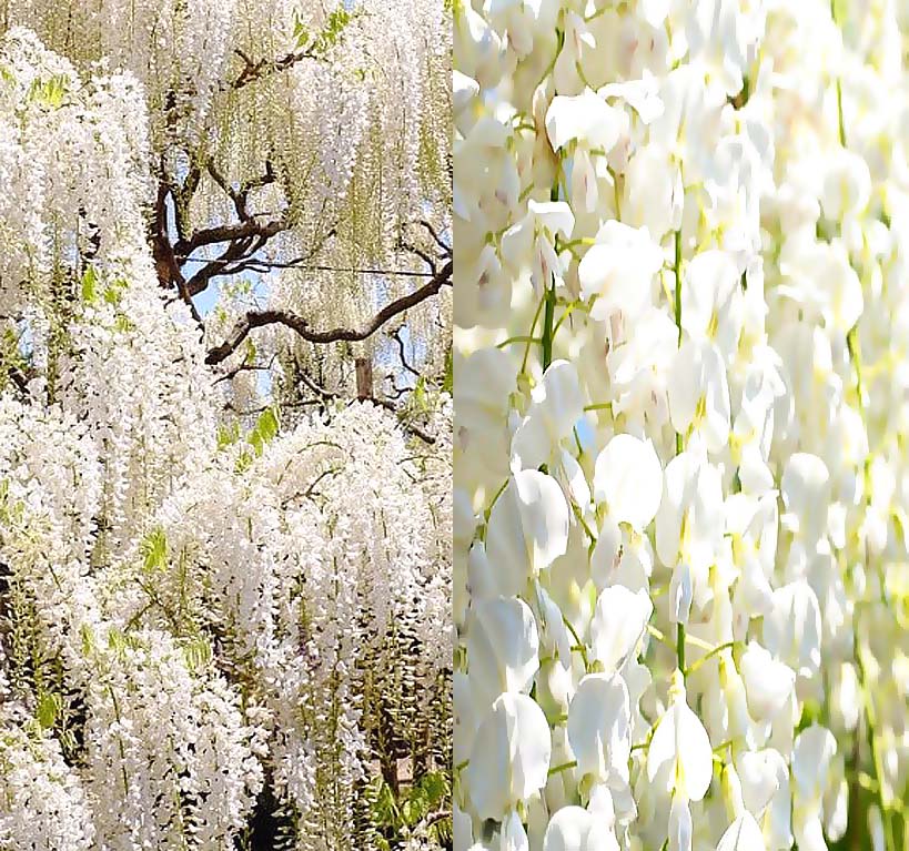 Wisteria sinensis alba (White Wisteria, Chinese White Wisteria) 1 lb (~480 Seeds)