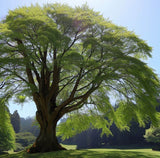 Zelkova serrata (Japanese Zelkova)