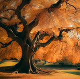 Zelkova serrata (Japanese Zelkova)