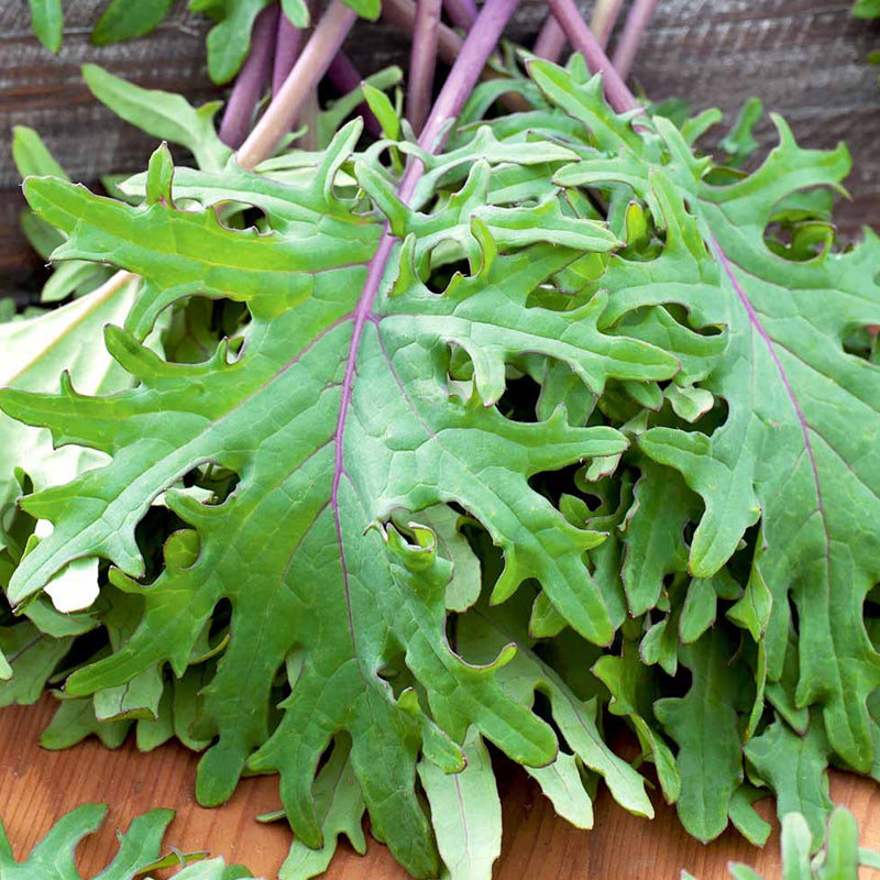 Red Russian Kale (Brassica oleracea)