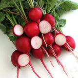 Crimson Giant Radish (Raphanus sativus)