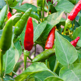 Thai Hot Culinary Pepper, HOT (Capsicum annuum)