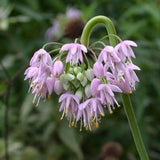 Short Prairie Flower Mix