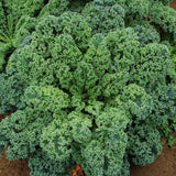Dwarf Blue Curled Vates Kale (Brassica oleracea)