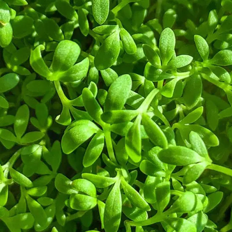 Cress, Curled Peppercress or Garden Cress (Lepidium sativum