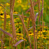 Wet Meadow Mix