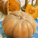 Autumn Buckskin F1 Hybrid Pumpkin (Cucurbita maxima)