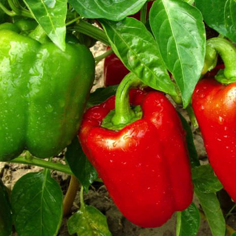 california wonder 300 tmr sweet pepper garden seeds California Wonder 300 TMR Pepper, SWEET (Capsicum annuum) 4 Grams (~500 Seeds)