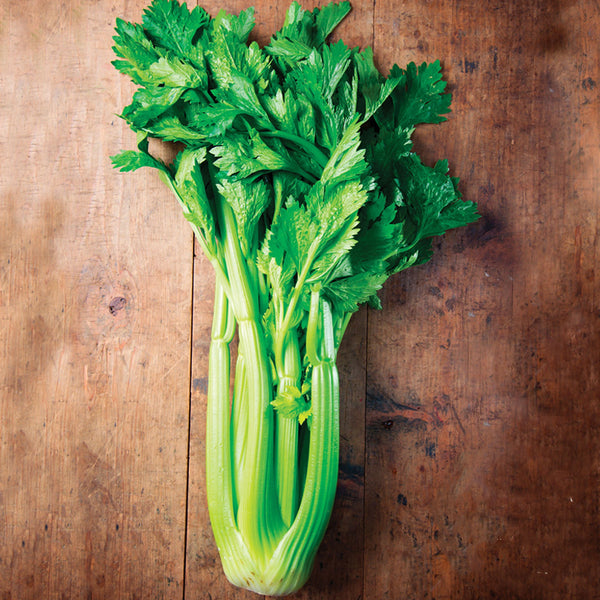 Celery