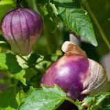 Purple  Tomatillo (Physalis ixocarpa)