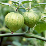 Grande Rio Verde Tomatillo (Physalis ixocarpa)